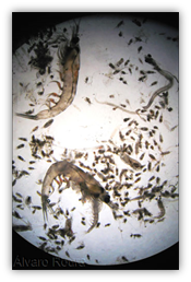 Visual guide for Zooplankton identification